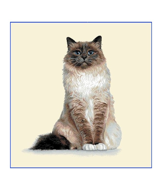 Carré - chat blanc Carré - chat blanc