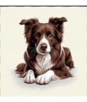 Carré - Border collie marron