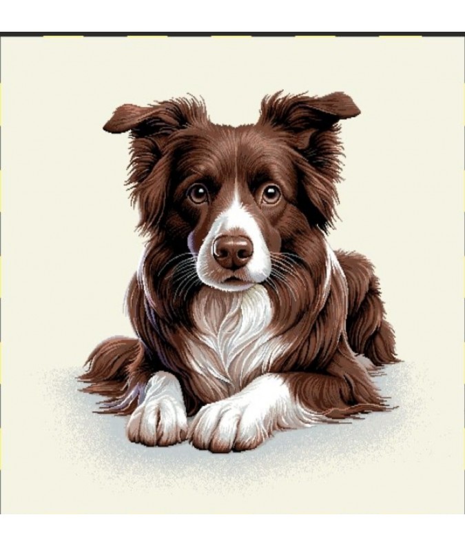 Carré - Border collie marron