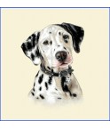 JEUNE DALMATIEN
