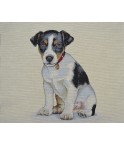 JEUNE JACK RUSSEL