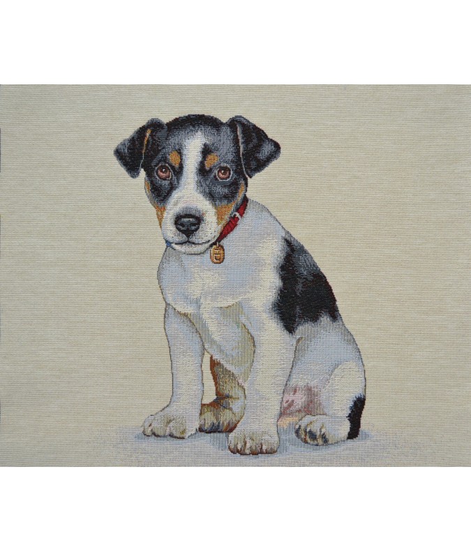 JEUNE JACK RUSSEL