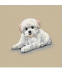 BICHON