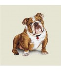 BULLDOG ANGLAIS