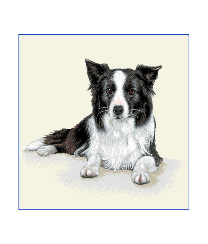 BORDER COLLIE